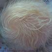 Malin's rooting